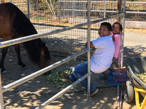 Childrens Horse Program at Redwood Empire Ranch Enrollment