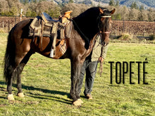 Load image into Gallery viewer, “Topete” (tow-pet-eh) Andalusian Stallion