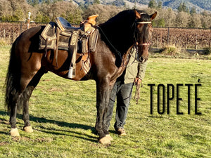 “Topete” (tow-pet-eh) Andalusian Stallion