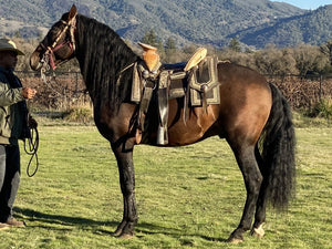 “Topete” (tow-pet-eh) Andalusian Stallion