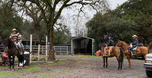 “Topete” (tow-pet-eh) Andalusian Stallion