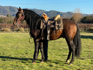 “Topete” (tow-pet-eh) Andalusian Stallion