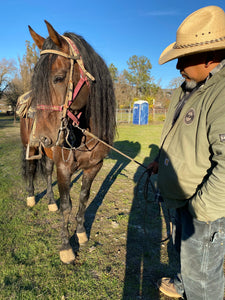 “Topete” (tow-pet-eh) Andalusian Stallion