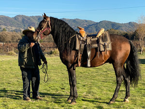 “Topete” (tow-pet-eh) Andalusian Stallion