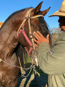 “Topete” (tow-pet-eh) Andalusian Stallion